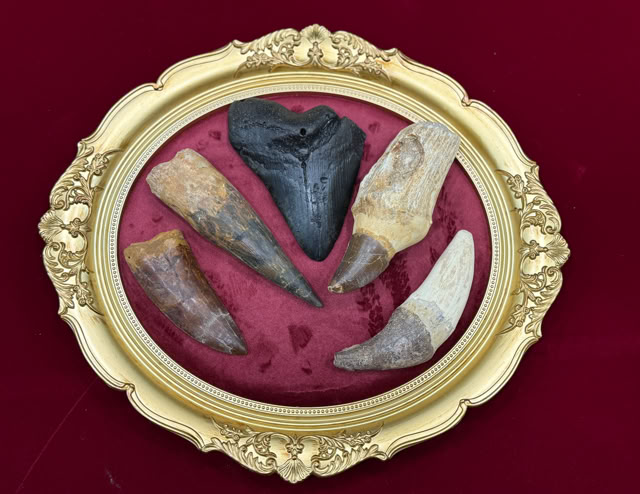 A World of Dinosaurs säljer äkta fossila tänder från Carcharodontosaurus Spinosaurus   Megalodon Mosasaurus  Basilosaurus Plesiosaurus Mammut Otodus  mfl.