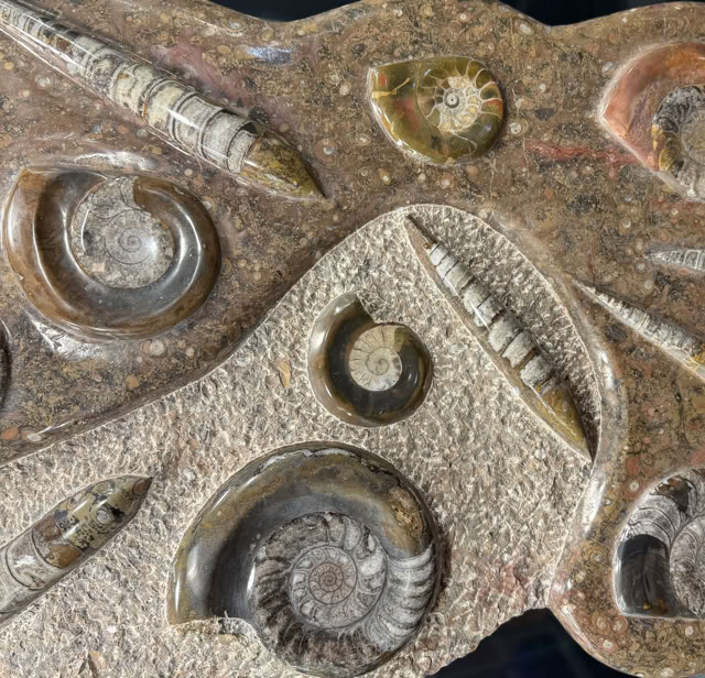 Fossila skulpturer 100 tals miljoner år gamla djur upptäcks på nytt i dessa fantastiska skulpturer hos A World of Dinosaurs.