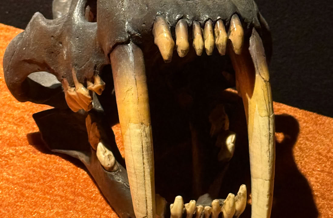 Istidens Sabeltandade katt milodon  hos A World of Dinosaurs