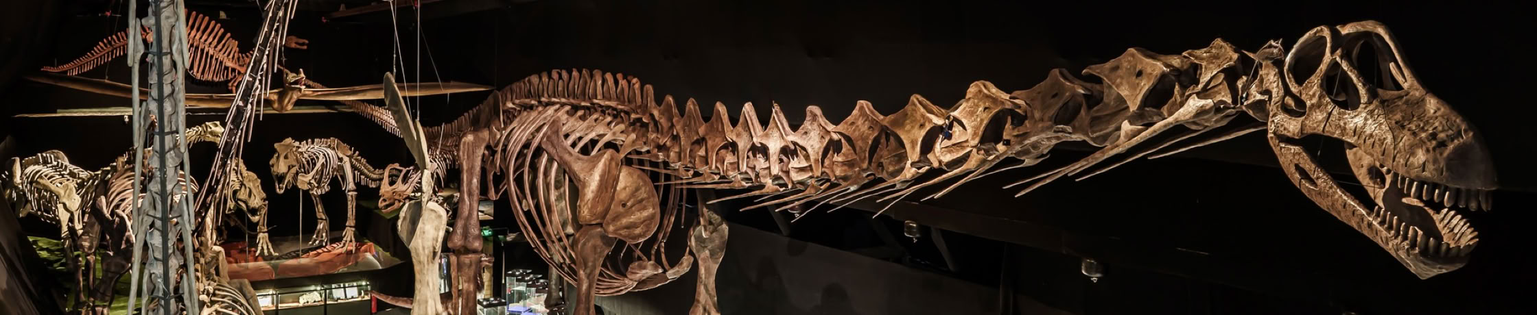 Det enorma huvudet på världens största dinosaurie. Argentinosaurus