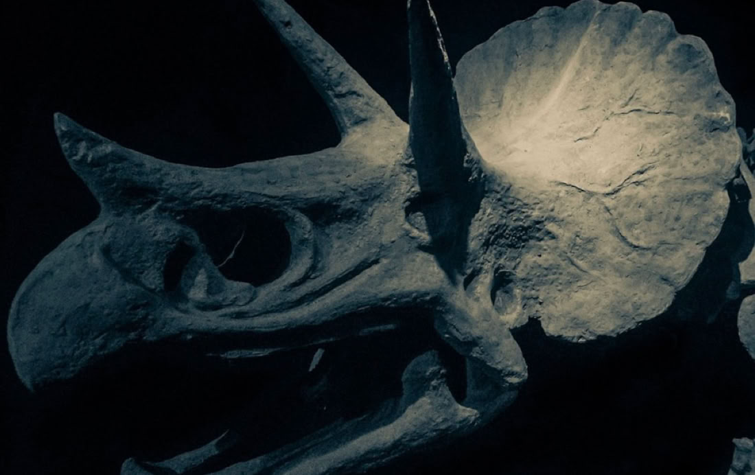 Undre skeletthallen Fylld med små och stora dinosaurieskelett hos A World of Dinosaurs.